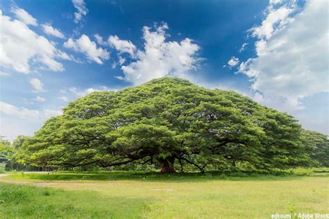 大樹 種類|世界で一番高い木・大きい木は？ちょっと不思議な巨。